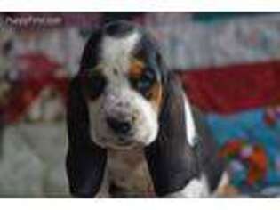 Basset Hound Puppy for sale in Quincy, MO, USA