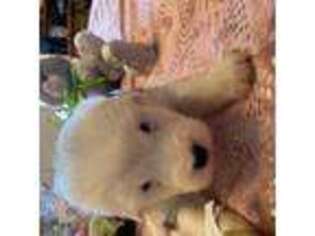 Old English Sheepdog Puppy for sale in Tollesboro, KY, USA
