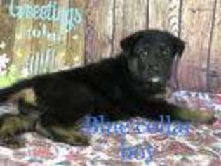 German Shepherd Dog Puppy for sale in Winter Haven, FL, USA
