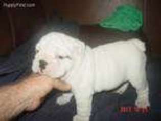 Bulldog Puppy for sale in Memphis, TN, USA