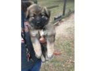 Mutt Puppy for sale in Citra, FL, USA