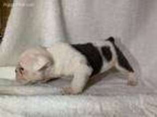 Bulldog Puppy for sale in Saint James, MO, USA