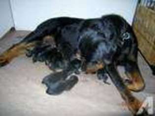 Rottweiler Puppy for sale in LAKE WORTH, FL, USA