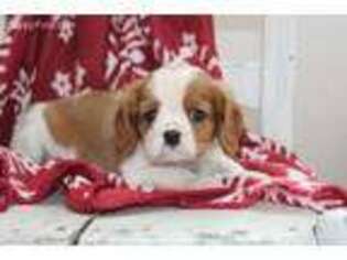 Cavalier King Charles Spaniel Puppy for sale in Fort Plain, NY, USA
