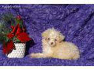Mutt Puppy for sale in Jasonville, IN, USA