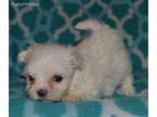 Maltese Puppy for sale in Lovely, KY, USA