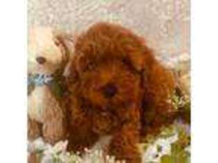Cavapoo Puppy for sale in Ozone Park, NY, USA