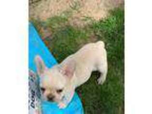 French Bulldog Puppy for sale in Roselle, NJ, USA