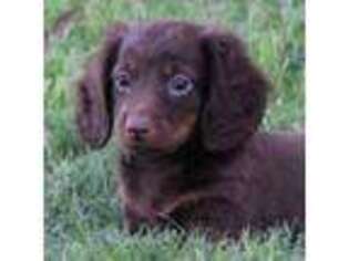 Dachshund Puppy for sale in Mountain Home, AR, USA