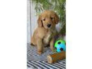 Goldendoodle Puppy for sale in Topeka, IN, USA