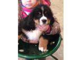 Bernese Mountain Dog Puppy for sale in Danville, IL, USA