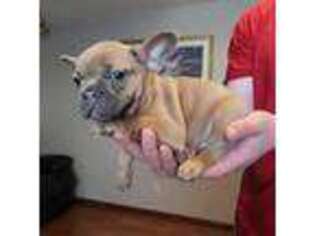 French Bulldog Puppy for sale in Bath, SD, USA