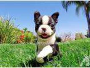Boston Terrier Puppy for sale in ESCONDIDO, CA, USA