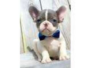 French Bulldog Puppy for sale in Mifflintown, PA, USA