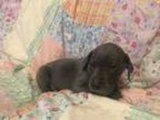 Great Dane Puppy for sale in Albany, KY, USA