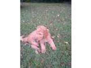 Labradoodle Puppy for sale in Laurens, SC, USA