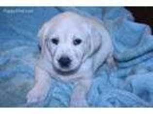 Labrador Retriever Puppy for sale in Quantico, VA, USA