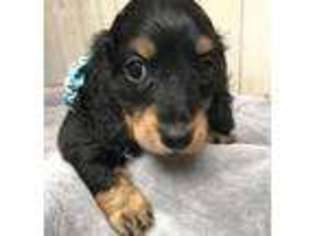 Dachshund Puppy for sale in Live Oak, FL, USA