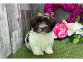 Havanese Puppy for sale in South Bend, IN, USA