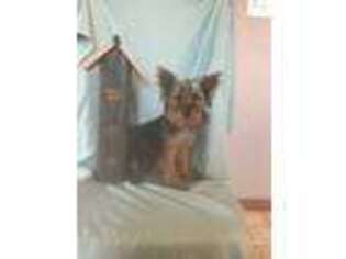 Yorkshire Terrier Puppy for sale in Queen City, MO, USA