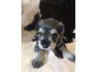 Mutt Puppy for sale in Mooresville, IN, USA