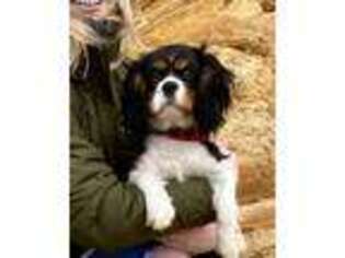 Cavalier King Charles Spaniel Puppy for sale in Dallas, OR, USA