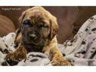 Mastiff Puppy for sale in Joplin, MO, USA