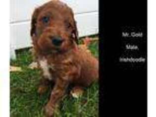 Irish Setter Puppy for sale in Dodgeville, WI, USA