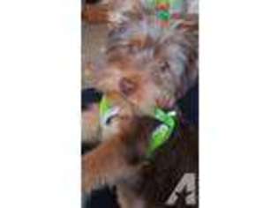 Yorkshire Terrier Puppy for sale in HAGERSTOWN, MD, USA