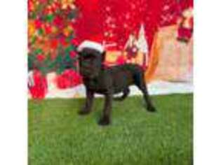 Cane Corso Puppy for sale in Bakersfield, CA, USA