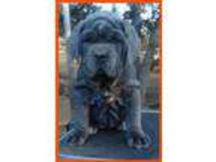 Neapolitan Mastiff Puppy for sale in Caliente, CA, USA