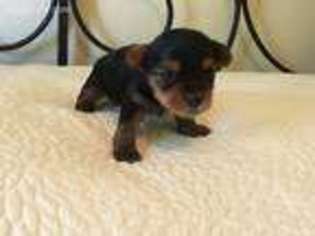 Yorkshire Terrier Puppy for sale in Farmington, NM, USA
