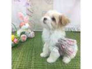 Havanese Puppy for sale in Charlotte, MI, USA