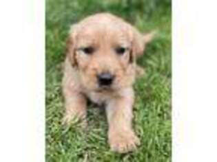 Golden Retriever Puppy for sale in Denison, TX, USA