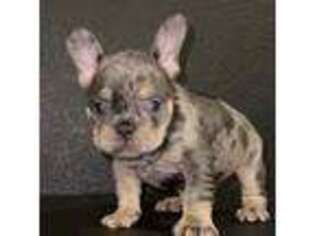 French Bulldog Puppy for sale in Mansfield, TX, USA