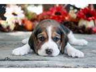 Beagle Puppy for sale in Belle, MO, USA