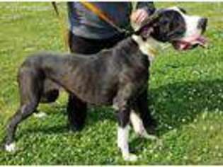 Great Dane Puppy for sale in Rocky Face, GA, USA