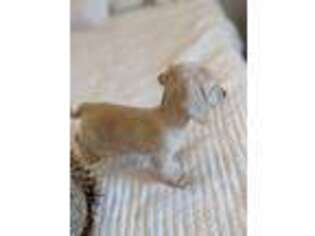 Dachshund Puppy for sale in Rural Retreat, VA, USA