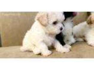 Mutt Puppy for sale in Keystone Heights, FL, USA