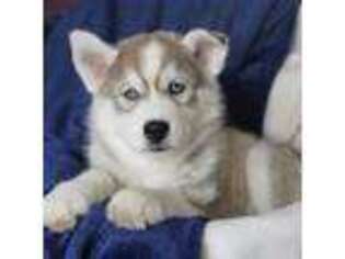 Siberian Husky Puppy for sale in Wiscasset, ME, USA