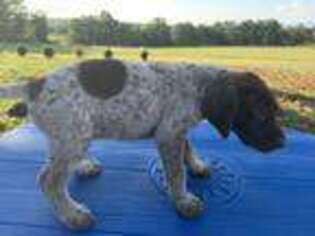 German Shorthaired Pointer Puppy for sale in Huddleston, VA, USA
