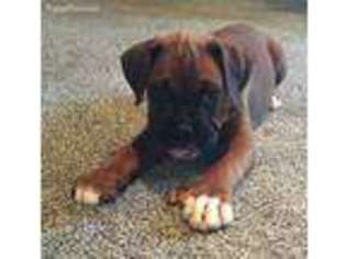 Boxer Puppy for sale in Salem, IL, USA