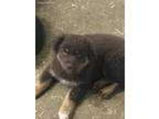 Australian Shepherd Puppy for sale in Boyd, WI, USA