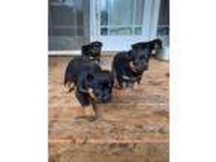 Rottweiler Puppy for sale in Mount Angel, OR, USA