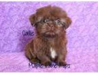 Mutt Puppy for sale in Marion, MI, USA