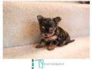 Chorkie Puppy for sale in VIRGINIA BEACH, VA, USA