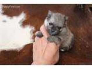 Pomeranian Puppy for sale in Sanderson, TX, USA