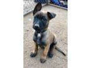 Belgian Malinois Puppy for sale in Riverside, CA, USA