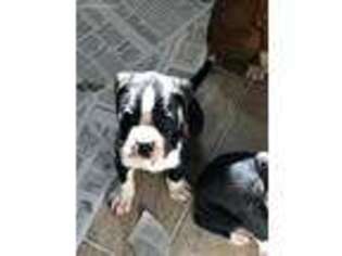 Boxer Puppy for sale in Carlisle, PA, USA