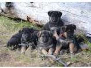 German Shepherd Dog Puppy for sale in San Miguel, CA, USA